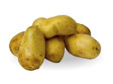 brambory - odrůda Belana